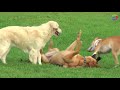 Cute puppies playing at Dog park !!!