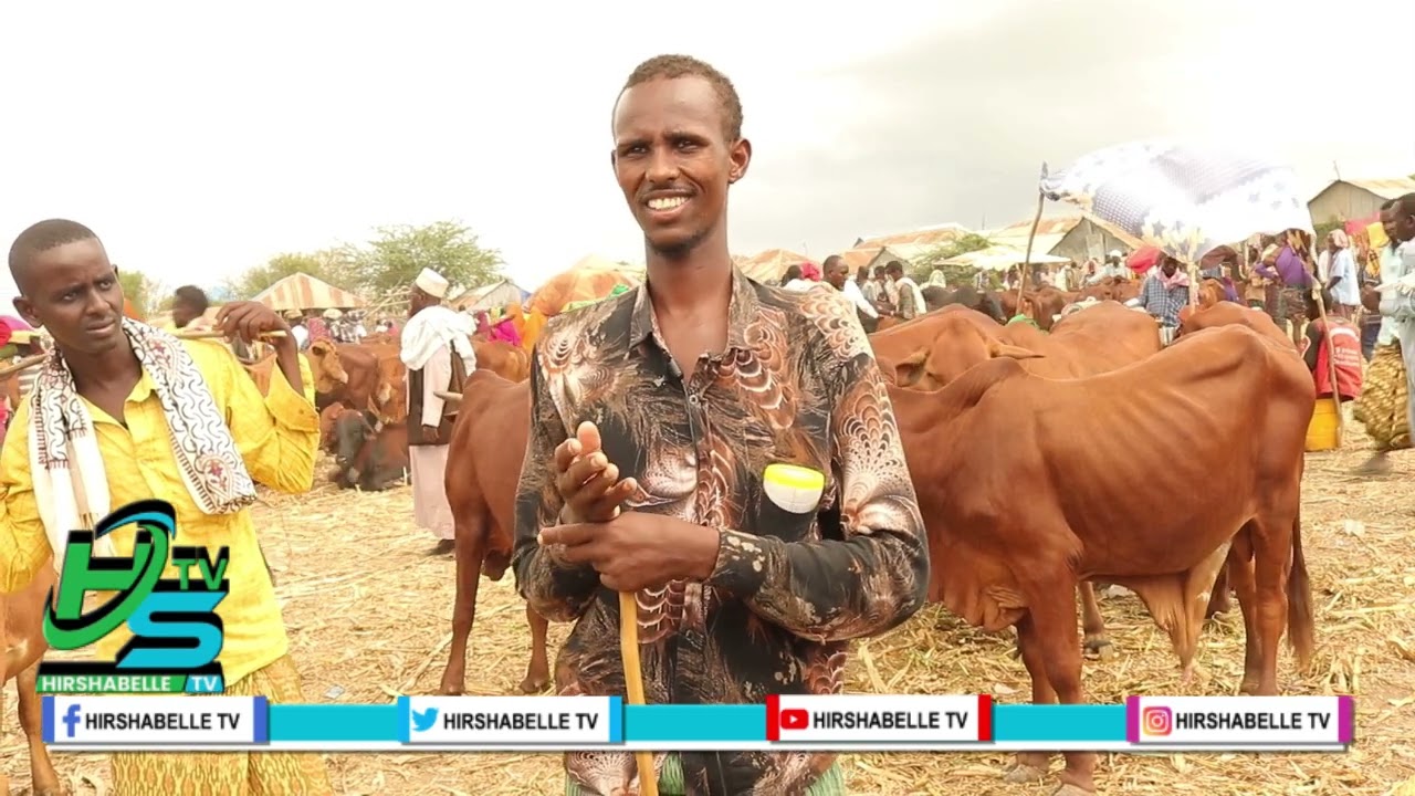 Hoos u dhac ku Yimid Qiimaha lagu iibiyo Xoolaha Nool Ee suuqa magaalada Jowahr