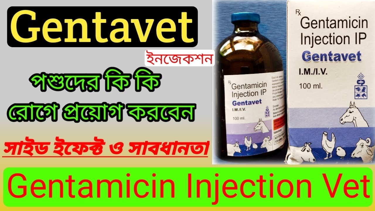 Gentavet Injection uses in bengoli।Gentamicin Injection veterinary uses & benifits।Veterinary