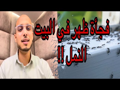 ظهور النمل في البيت فجأة تأكد قد يكون لهذا السبب الراقي المغربي زهير ادم