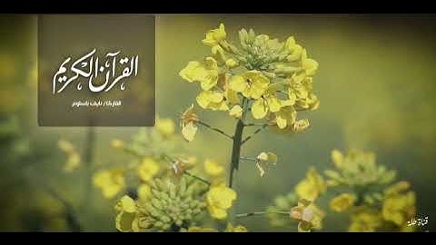 تلاوة طيبة / القارئ : نايف باسلوم