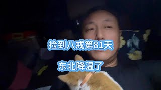 捡到八戒第81天，东北降温了，悟空开始欺负八戒，抢卧室占地盘 #捡了个流浪猫起名悟空