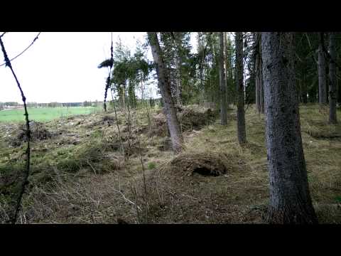 Video: Avoin Pääsy Puun Perimiin: Polku Parempaan Metsään