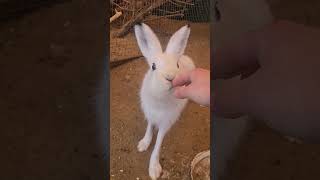 Нападение Макофки Со Спины 🤣 #Bunny #Cute #Hare #Angry