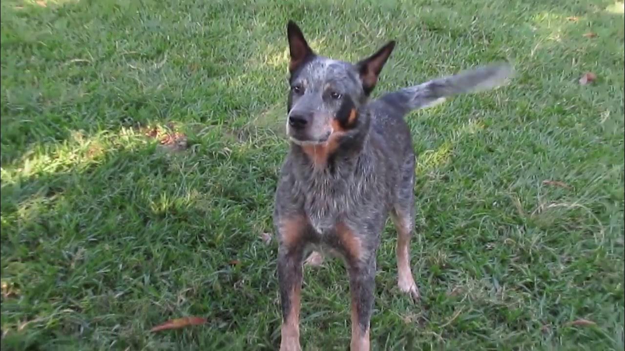 Cãoboy': cachorro 'boiadeiro' encarna touro e galopa com fantasia de  cowboy; assista