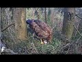 Anna latvijas dabas fonds lesser spotted eagle in spruce zemgale latvia