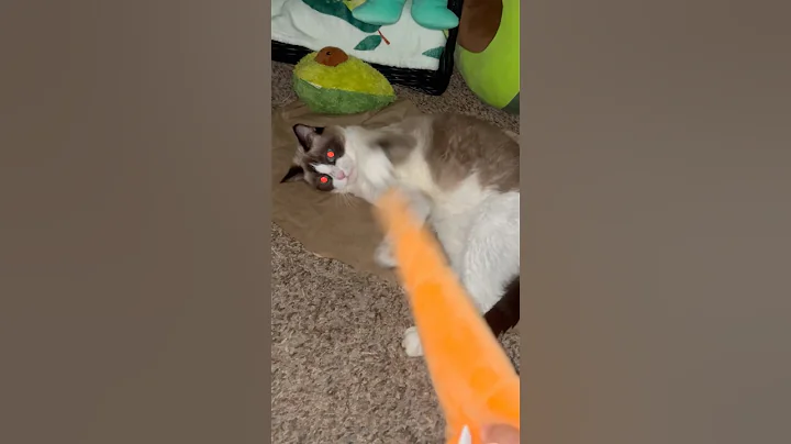 Watch the video about Playful snowshoe cat #cutecat #snowshoecat #playful #happy #catsofyoutube