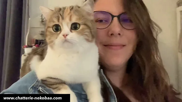 Watch the video about Fumiko Scottish Straight, petite minette d’épaule