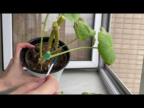Видео: Подрязване на здравец за буен цъфтеж (20 снимки): как правилно да режете пеларгония у дома през пролетта, така че да цъфти и да е пухкава? Възможно ли е да отщипнете цвете през зим