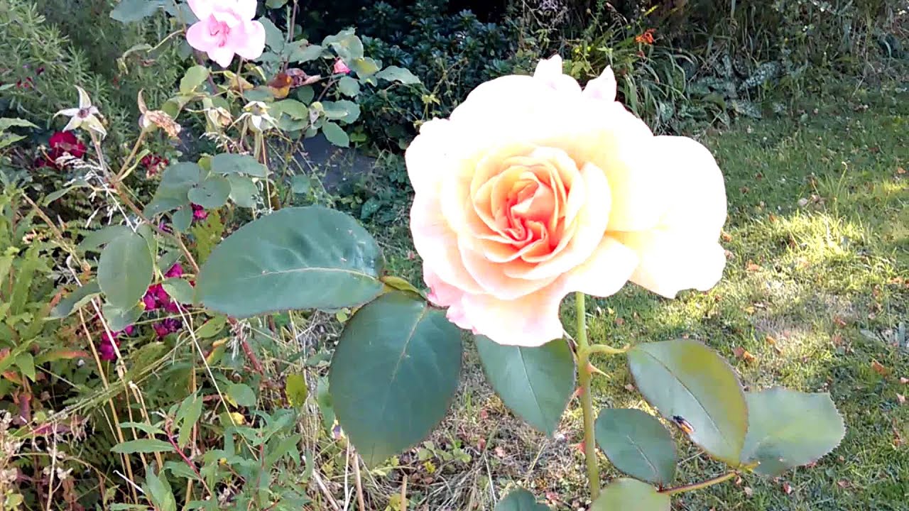 HTC Desire 610 Full HD 1080p Video Garden Test