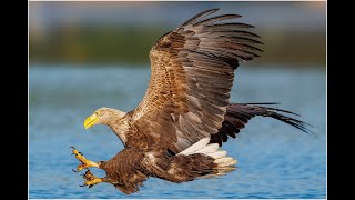 Seeadler in der Feldberger Seenlandschaft
