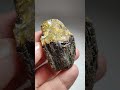 Amber From Sumatra Amber From Sumatra