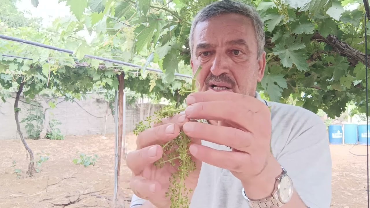 اسباب جفاف حبات اوعناقيد العنب وطريقة مكافحتها  Grapes Diseases | Botrytis Rot / Gray Mould