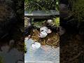 Peaceful Mini Pond.メダカがいる水辺。
