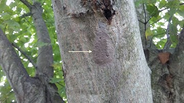 How To Find & Destroy Spotted Lanternfly Eggs.