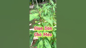 Giun sán chó mèo dùng ngay cây nghể răm này. #shortvideo