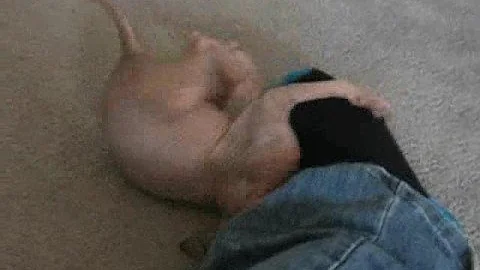 Video 11251311: sphynx, cat baby attack