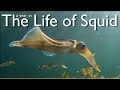 A Year in the Life of Squid