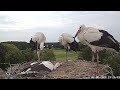 Jungstorch (Fremdstorch) wird nicht akzeptiert  | Altlandsberg Storchennest | 02.08.2024