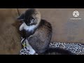 ความสุขเล็กๆของเมนคูน, Little happiness of Main Coon