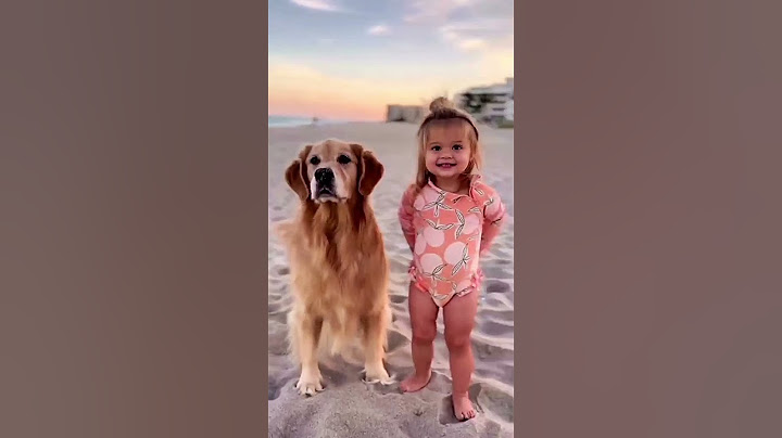 I just want love | Day 12 | Cute Dogs | #puppy #dogshorts
