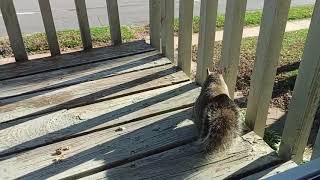 Squirrel Spy Cam ||  little hungry squirrel