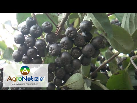 Video: Perché l'aronia è buona?