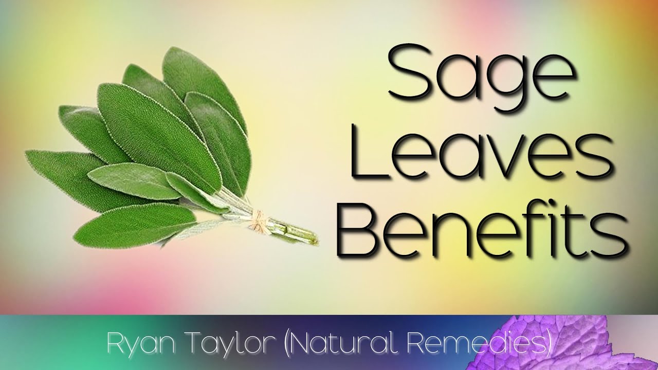 Sage Leaves Benefits and Uses YouTube