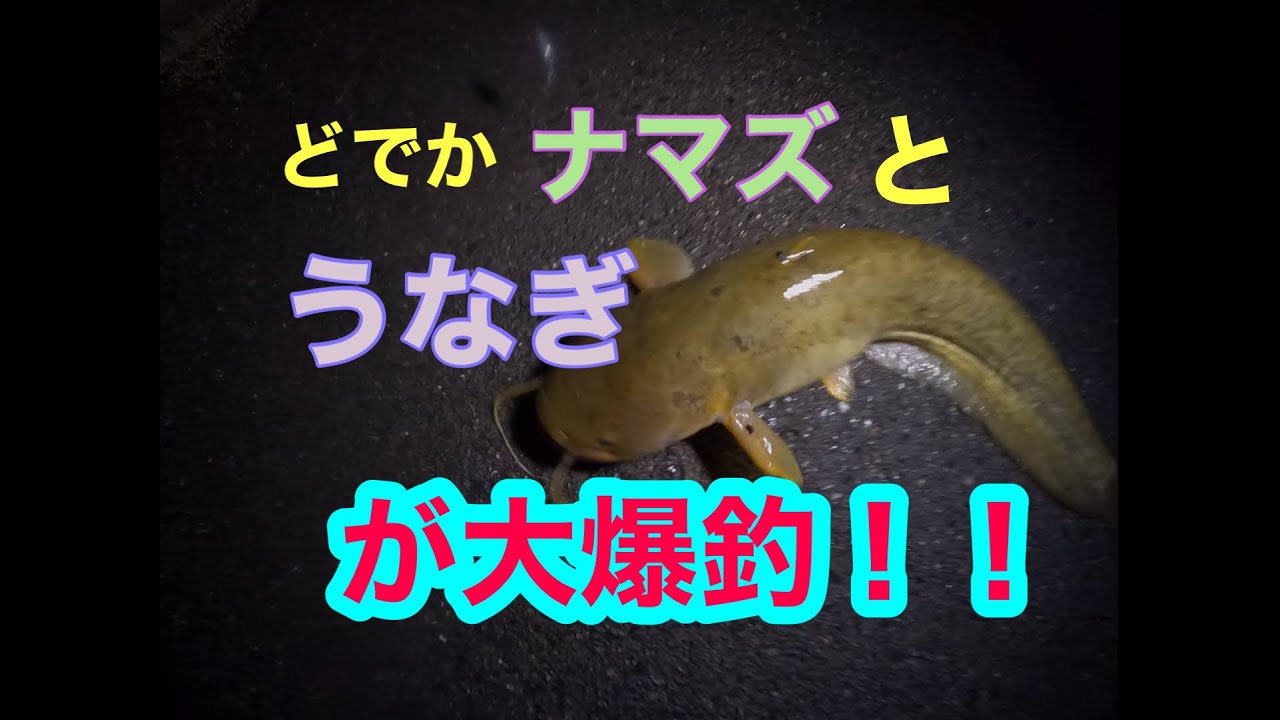 香川県 雨上がりの川でウナギが爆釣 Youtube