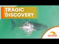 Mysterious pilot whale strandings: What&#39;s happening? | Sunrise