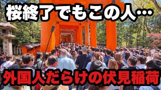 【4K】2026年４月12日（日）桜シーズン終了後の**伏見稲荷大社**｜日曜日、観光客ほぼ外国人で大混雑【京都】