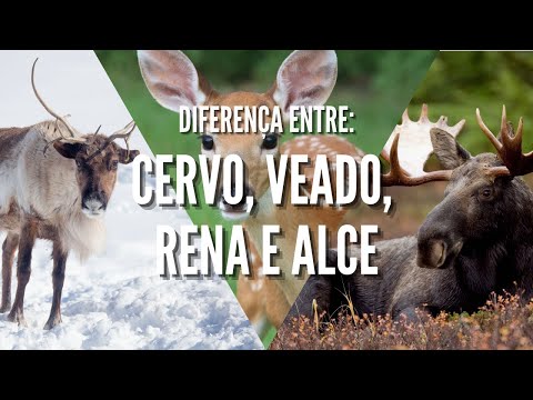 Vídeo: Diferença Entre Caribu E Rena