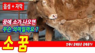 소 나오는꿈, 한우 소고기 사는 꿈, 소꿈, 위험을 경고하는 소꿈, 돈, 재물, 행운, 횡재 들어오는 소 꿈해몽, 소가 나오는꿈, 소가 집에 들어오는 꿈, 누렁소, 예언, 예지몽