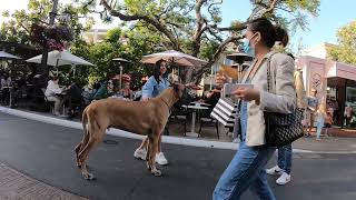 Cash 2.0 Great Dane at The Grove and Farmers Market in Los Angeles 29