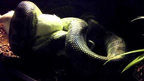 coastal carpet python eats LIVE guinea pig! (read description)