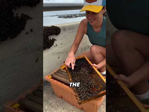 She Saved an Entire Swarm of Bees With One Smart Move🐝❤️#shorts