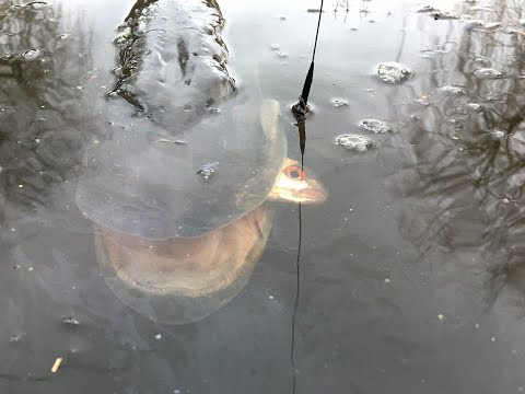 Video: Visvang Vir Snoek Met Lewendige Aas In Die Hok