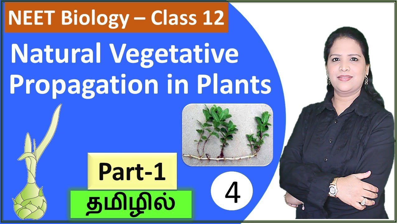 Natural Vegetative Propagation in Plants (Part 1) Stem Modification