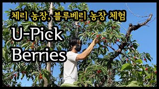 [미국생활 Vlog] 서부 체리농장 체험 &블루베리농장 체험, U-pick Cherries & Blueberries |  샌프란시스코 드라이빙 |  오션비치