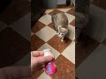 Cat Is Not A Fan Of Yogurt Cat Is Not A Fan Of Yogurt