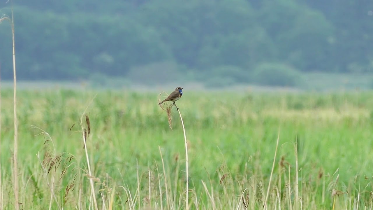 Sydlig blåhals (Luscinia svecica cyanecula)