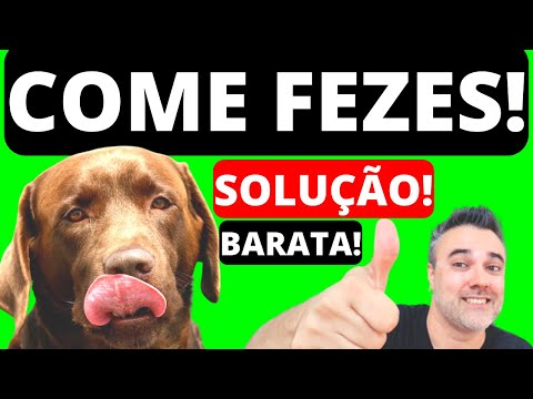 Vídeo: Freqüências de áudio que são dolorosas para cães