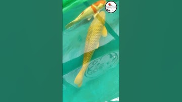 Cá chép KOI Nhật Bản 6x dẫn đàn tại Gin Koi Farm #koifarm #chagoi #koi #ginkoi