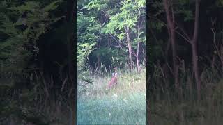 Unexpected Forest Visitor 🌿 #wildlife #naturerelaxation