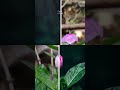 Photo editings  edit reels viral nature flower attitude viralreels love