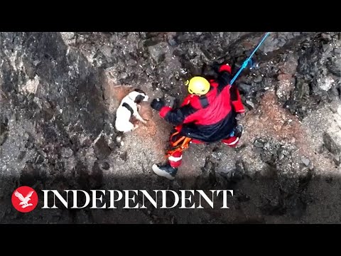 Video: Big-Hearted Group ger militär arbetande hund veterinärvård, i huset