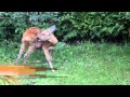 Backyard bambi  reh im garten