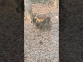 Deer corn = deer families! #wildlife #deerfamily #deerfriends #deer #youtuber #viral #short #animals
