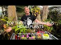 Top 3 carnivorous houseplants