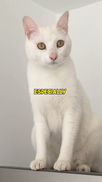 cats remember more than you think